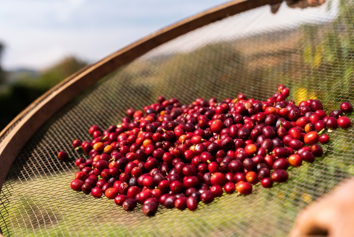 茶飲1.jpg