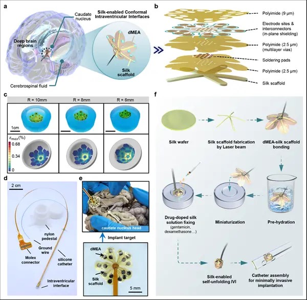 中科院植入式腦機接口大突破：自動變形 貼附于大腦核心