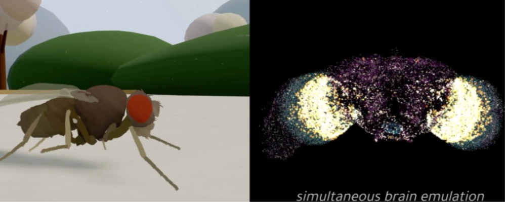 艾瑞观察：AI果蝇启示录――智能的终极密码，或藏在神经结构里