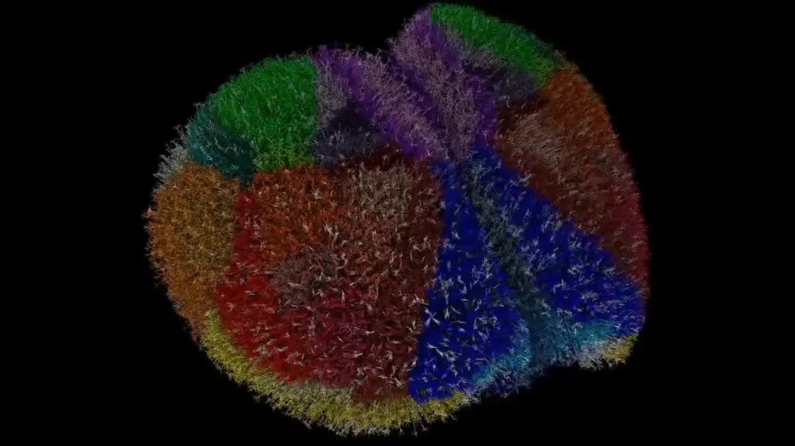科學家構建迄今規模最大動物大腦模擬系統：完整復現小鼠900萬神經元、260億個突觸