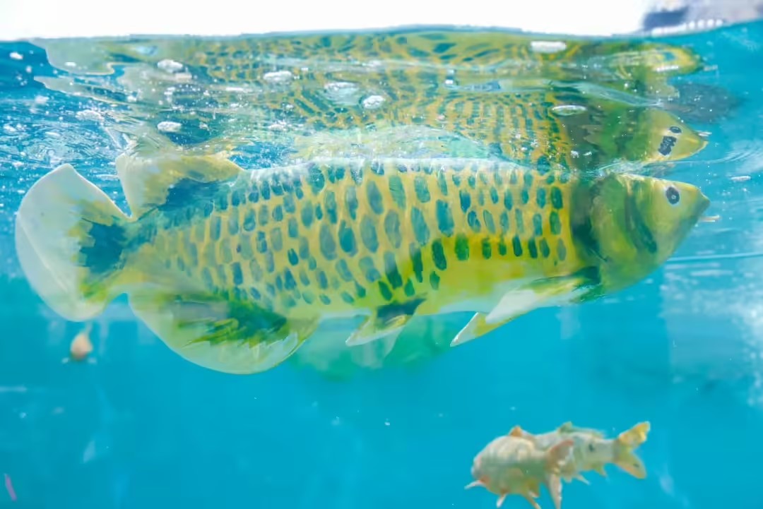 仿生魚1.jpg