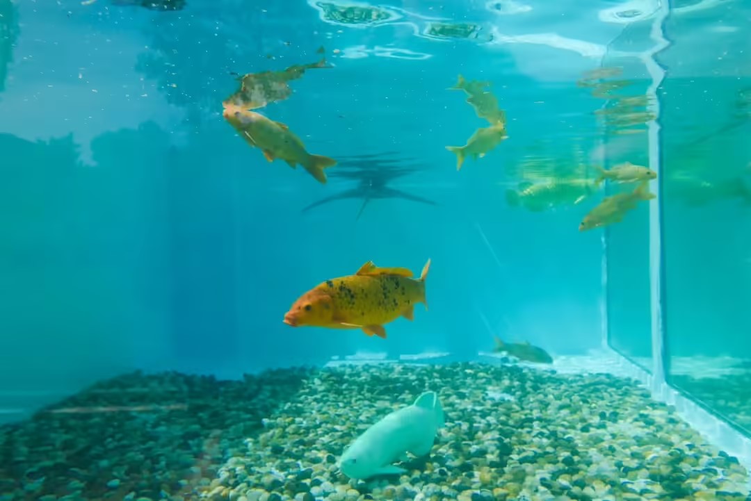 仿生魚3.jpg