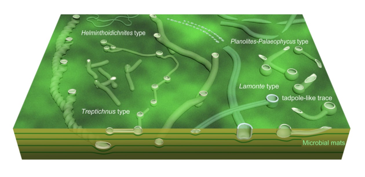 中國科學(xué)家找到5.5億年前“生態(tài)革命”關(guān)鍵證據(jù)